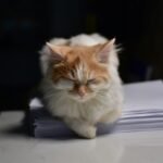 Gatto che dorme sui documenti bonus ristrutturazione da conservare.